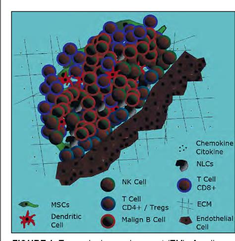 Figure 1 From Regulatory T Cells And The Microenvironment Of The Malignant B Cell Of Chronic