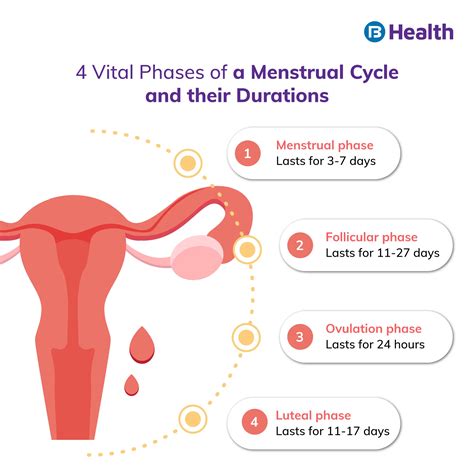 Ovulation Cycle Ovulation Cycle Timeline Prime Fertility, 51% OFF