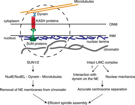 Frontiers Nucleus Cytoskeleton Crosstalk During Mitotic Entry