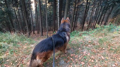 Spacer Z Owczarkiem Niemieckim W Jesiennym Lesie Walking With The GSD