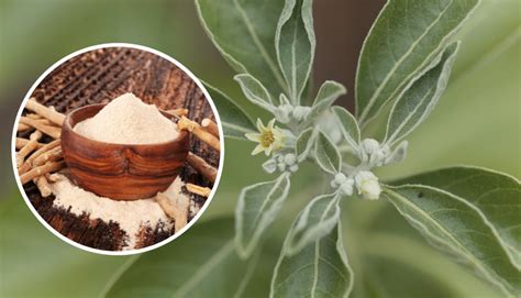 Five Best Supplements For Insomnia Atmantan Naturals
