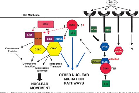 Figure 2 from LIS1 and dynein motor function in neuronal migration and ...