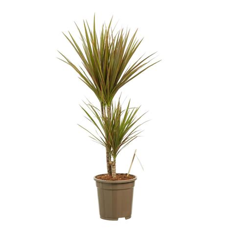 Dracaena Marginata Bicolor 90 Cm