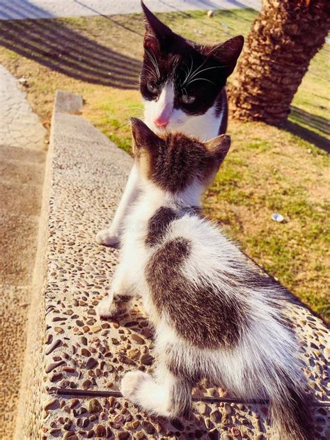 Feline Mother S Pride In Watching Her Kitten Grow Capturing The Love