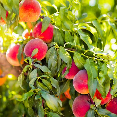 Protect Your Fruit Trees From Pests - PF Harris