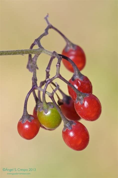 Solanum Dulcamara Dulcamara Uvas Del Diablo Guadarramistas