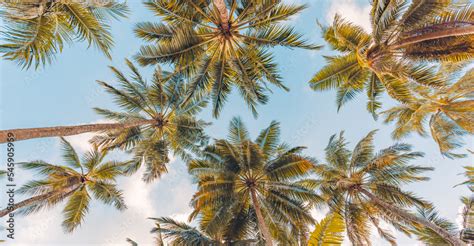 Summer Beach Background Palm Trees Against Blue Sky Banner Panorama