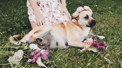 Pregnant Dog Gets The Perfect Anthropologie Style Maternity Shoot