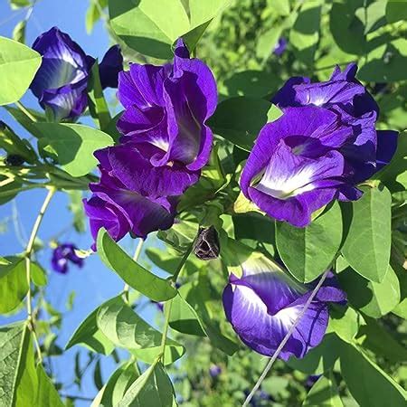 Amazon Seeds Butterfly Pea Flower Seeds Local Usa Blue