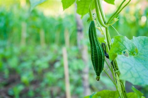 10 Amazing Tips For Growing Loofahs From Seeds Diy And Crafts