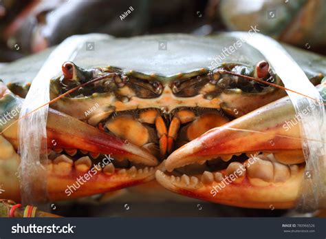 Serrated Mud Crab Mangrove Crab Black Stock Photo 780966526 Shutterstock