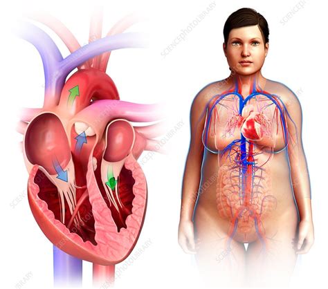 List 103 Pictures Where Is Heart Located In Female Body Updated