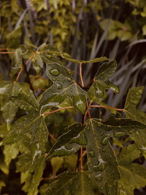 Leaves Plant Dew Free Photo On Pixabay Pixabay