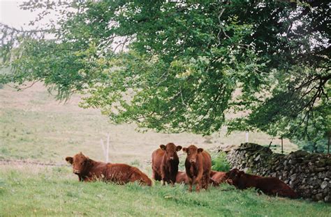 50+ Interesting Pastoral Photos Pexels · Free Stock Photos