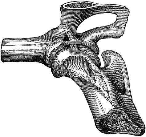 Hip Joint Ligaments Clipart Etc