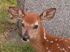 categoryodocoileus virginianus juvenile wikimedia commons