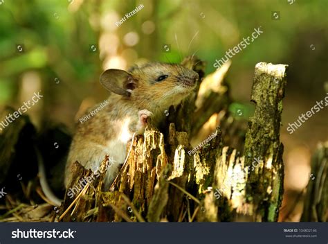 Wild Mouse In Natural Habitat Stock Photo 104802146 : Shutterstock