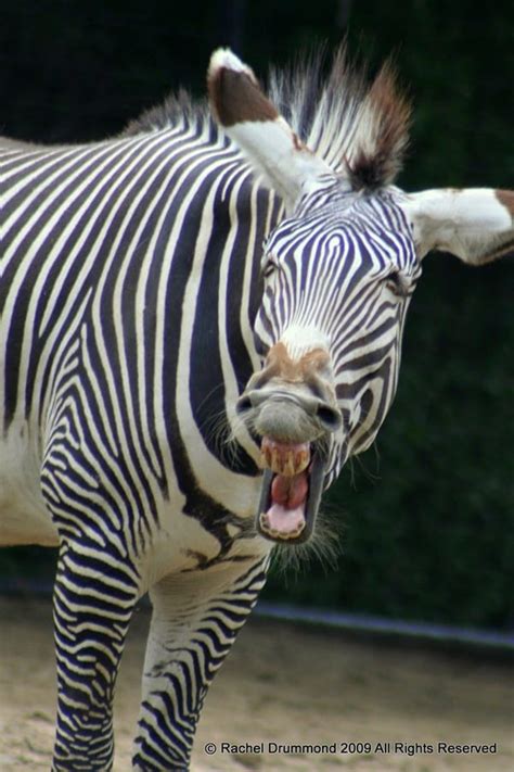 50 Cute Pictures Of Yawning Animals Page 3 Of 3 Tail And Fur