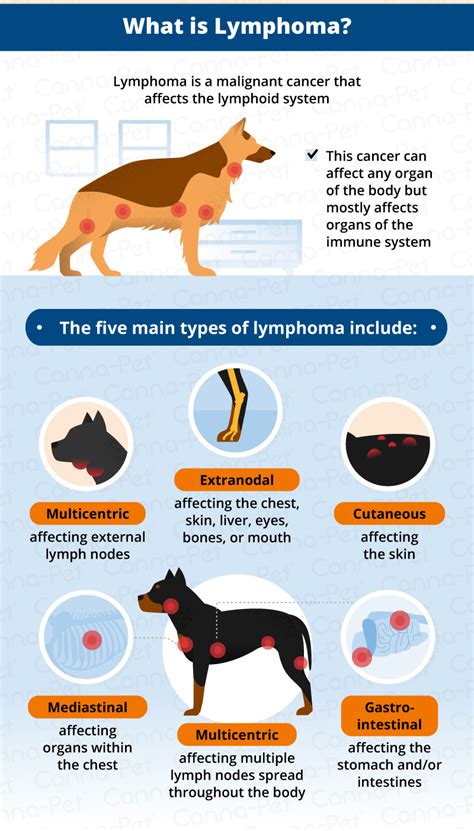 Dog Lymphoma | Symptoms & Treatment | Bow Wow Meow