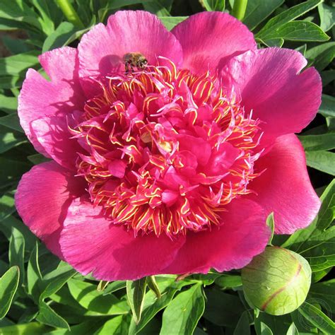 Пион лекарственный Анемонефлора (Paeonia officinalis Anemoneflora ...