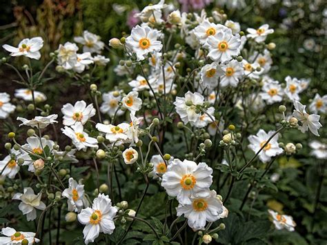 Buy Anemone × Hybrida Honorine Jobert Japanese Anemone From Shire