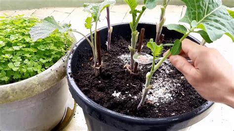 Casca De Ovo FAZ BEM Para As Plantas Entenda Como