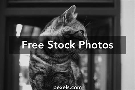 Cat Profile View Photos Download The Best Free Cat Profile View Stock
