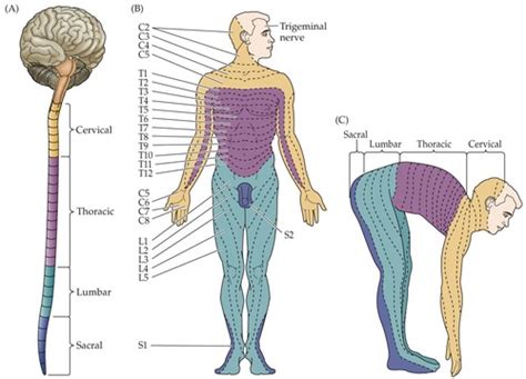 The Somatosensory System Flashcards | Quizlet