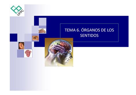 Los Rganos De Los Sentidos 3 Ciencias Naturales En San Cucao