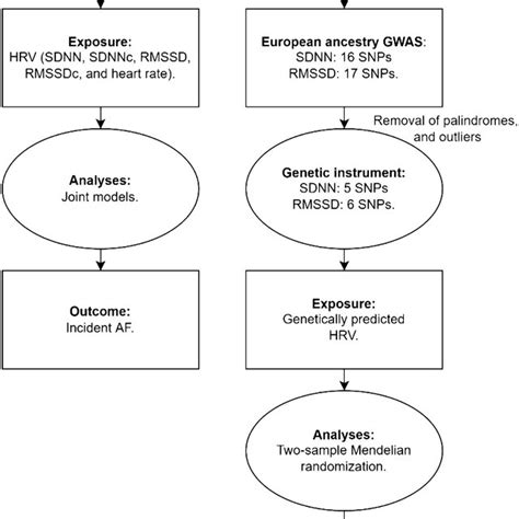 Flow Chart For The Conducted Analyses Abbreviations AF Atrial