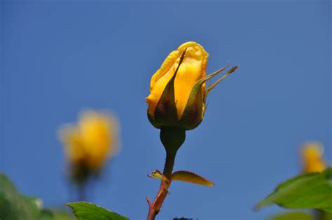 Is Yellow Rose Austin Texas Hiding A Dark Secret? Image 11