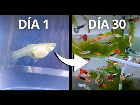 30 Días Después La Evolución de este Criadero de Peces Guppys YouTube