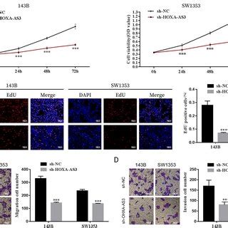 HOXA AS3 Modulated Endothelial Cell Function A B Cell Proliferation