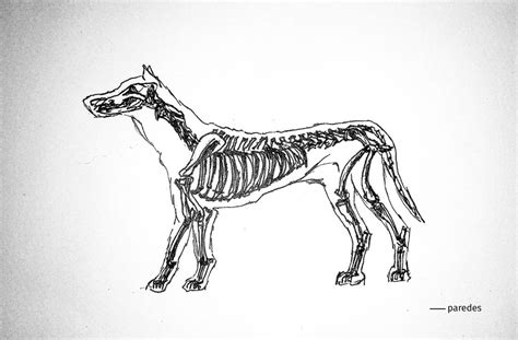 Dog skeleton - Hand drawing by MenosParedes on DeviantArt