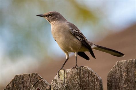 10 Interesting Facts About Mockingbirds | Cool Kid Facts