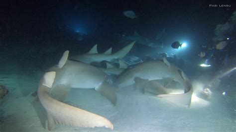 Diving With Nurse Sharks In Maldives Youtube