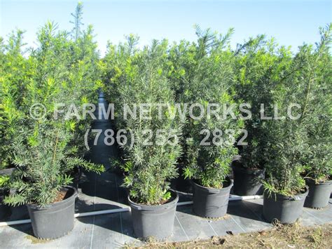 15 Gallon Clusia Guttifera Florida Keys Homestead Clusia Growers786