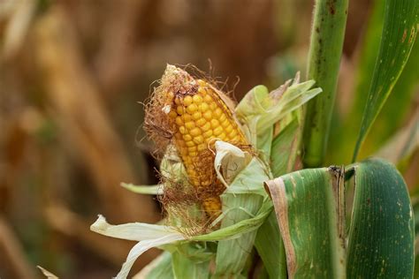 Jagung Lapangan Tanah Pertanian Foto Gratis Di Pixabay Pixabay