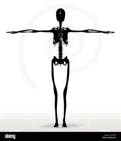 Vector Image Skeleton Silhouette In Default Pose Isolated On White