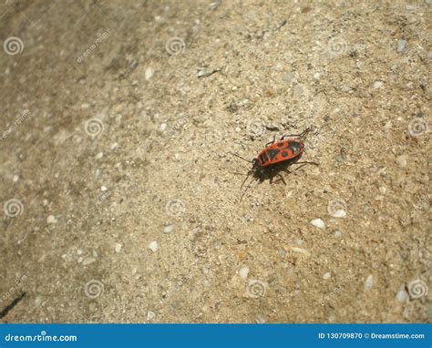 Red Bug And X28in Latin Pyrrhocoris Apterusand X29 Stock Photo Image