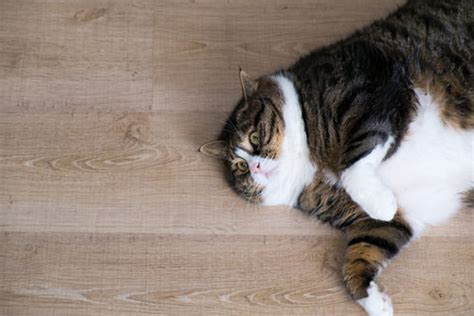 7 Signs Your Cat Needs More Exercise