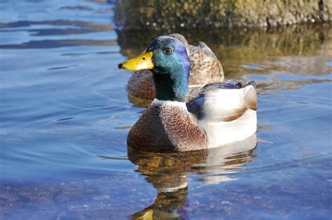 Mallard Drake - Free photo on Pixabay - Pixabay