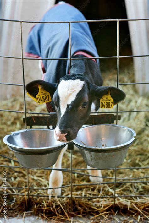 Calv In A White Plastic Calfhutch On Straw And With Sunshine Calf Care