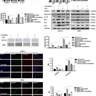 S A Induced Cellular Senescence Nlrp Inflammasome Formation And