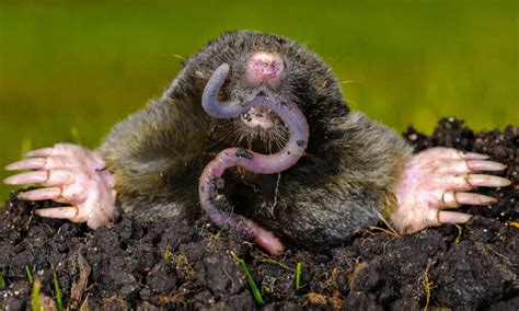 Mole - A-Z Animals