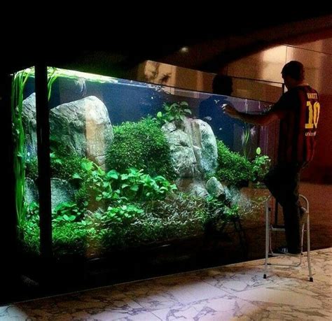 Angelfish Setup Aquarium Fish Tank Saltwater Aquarium Tanks