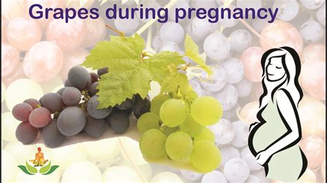 Is It Safe To Eat Grapes During Pregnancy Youtube