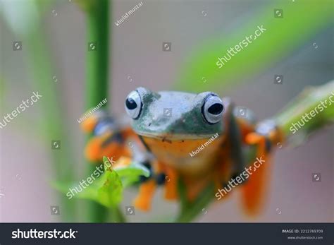 Frog Hanging Over 2511 Royalty Free Licensable Stock Photos