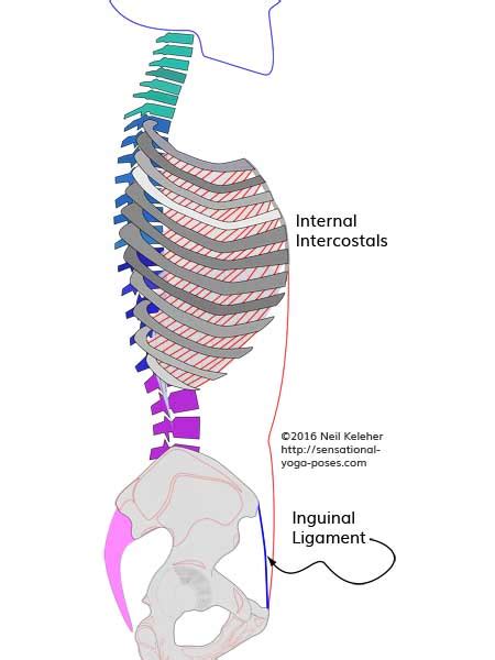 Costal Breathing, A Breathing Exercise For Mobilizing Your Thoracic ...