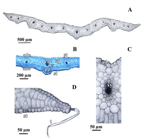 A -cross-section of first cauline leaf of G. pratensis; B -central part... | Download Scientific ...